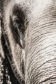 Images Dated 10th March 2013: Close up of an elephants eye, Pinnawala Elephant Orphanage, Sri Lanka, Asia