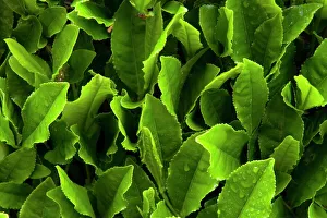 Close up of green tea leaves growing on the Makinohara tea plantation in Shizuoka, Japan Close up of green tea leaves growing on the Makinohara tea plantation in Shizuoka, Japan