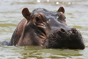 Close up of an hippopotamus (Hippopotamus amphibius) submerged in Lake Gipe and looking Close up of an hippopotamus (Hippopotamus amphibius) submerged in Lake Gipe and looking