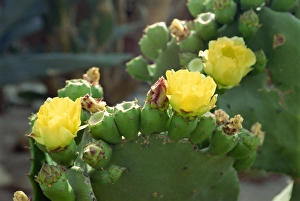 Cactus Photography Prints: Close-up of cactus