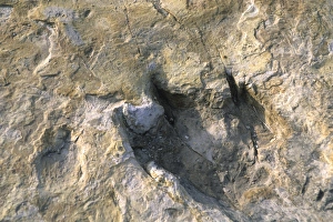 Close-up of dinosaur footprint Close-up of dinosaur footprint