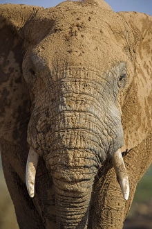 Elephant Photography Prints: Close-up of elephant