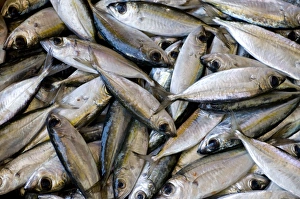 Close-up of fish catch, Central Market of Mindelo, San Vincente, Cape Verde Islands Close-up of fish catch, Central Market of Mindelo, San Vincente, Cape Verde Islands