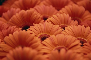 Bright Yellow Flowers Prints: Close-up of Gerberas