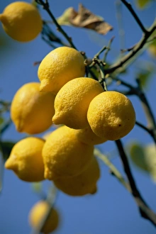 Images Dated 4th September 2008: Close-up Print of Lemons on Tree, Spain