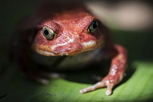 Close-up of a Madagascar tomato frog (Dyscophus antongilii), endemic to Madagascar Close-up of a Madagascar tomato frog (Dyscophus antongilii), endemic to Madagascar