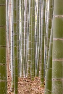Framed Print : Bamboo Forest Print Framed Print : Bamboo Forest Print