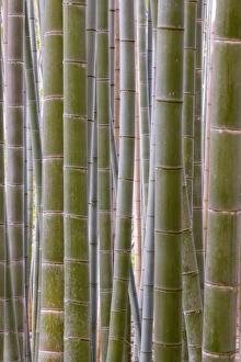 Honshu Island Scenery Prints: Close-up of stems