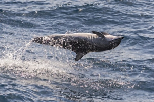 Clymene dolphin (Stenella clymene) spinning, caught belly uppermost, Senegal, West Africa Clymene dolphin (Stenella clymene) spinning, caught belly uppermost, Senegal, West Africa