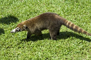 Coati Mundi, Arenal Volcano Observatory Lodge, Arenal Volcano, Costa Rica Coati Mundi, Arenal Volcano Observatory Lodge, Arenal Volcano, Costa Rica