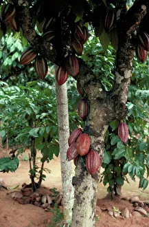 Cocoa Pods Print on Tree