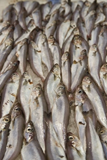 Prints of Cod for sale, Mercado Central (Central Market), Valencia, Costa del Azahar, Spain, Mediterranean, Europe Images Dated 2007 June: Cod for sale Print, Mercado Central, Valencia