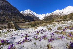 Colorful flowers on the grass covered by snow during the spring thaw, Chiareggio Colorful flowers on the grass covered by snow during the spring thaw, Chiareggio