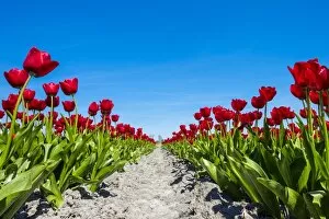 Images Dated 5th May 2016: Colorful red Dutch tulip flowers against blue sky, Schermerhorn, North Holland, Netherlands