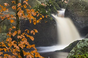Derbyshire England Prints: Common beech (Fagus sylvatica) tree and waterfall, Padley Gorge, Peak District, Derbyshire