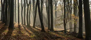 Fagus Sylvatica UK Prints: Common beech (Fagus sylvatica) trees, morning sunlight, autumn colour, Kings Wood