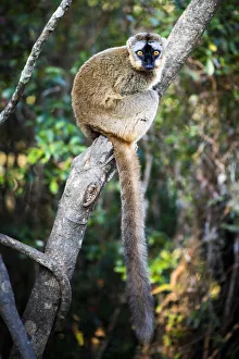 Common Brown Lemur Print, Andasibe, Madagascar