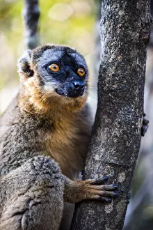 Common Brown Lemur Prints: Common Brown Lemur (Eulemur fulvus), Andasibe, Madagascar