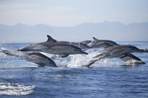 Common Dolphin Prints: Common dolphin (Delphinus capensis)