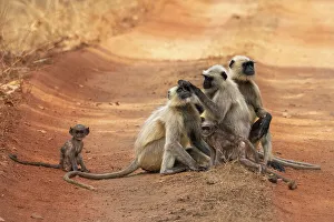 Madhya Pradesh National Parks Prints: Common Langur (Semnopithecus Entellus)