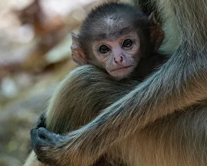 Common Langur Print, Bandhavgarh National Park