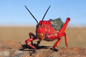 Common milkweed locust (Phymateus morbillosus), Samara private game reserve Common milkweed locust (Phymateus morbillosus), Samara private game reserve
