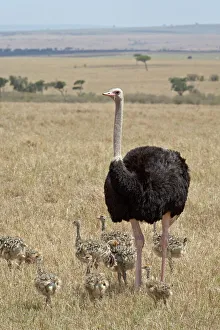 Common ostrich (Struthio camelus) male watching chicks, Masai Mara National Reserve Common ostrich (Struthio camelus) male watching chicks, Masai Mara National Reserve