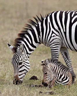 Common zebra (Burchells zebra) (Equus burchelli) mare and colt, Ngorongoro Crater Common zebra (Burchells zebra) (Equus burchelli) mare and colt, Ngorongoro Crater