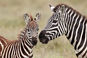 Common zebra or Burchells zebra (Equus burchelli) foal and mare, Serengeti National Park Common zebra or Burchells zebra (Equus burchelli) foal and mare, Serengeti National Park