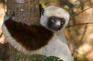 Propithecus Coquereli Species Prints: Coquerels Sifaka (Propithecus coquereli), Ankarafantsika National Park