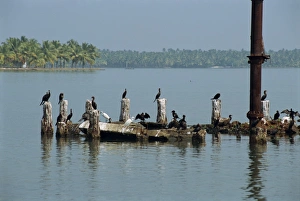 Kerala Wildlife Prints: Cormorants