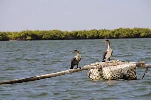 Cormorants, Sine Saloum delta, Senegal, West Africa, Africa Cormorants, Sine Saloum delta, Senegal, West Africa, Africa