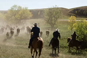 Bison Collection: Cowboys pushing herd at Bison Roundup, Custer State Park, Black Hills, South Dakota