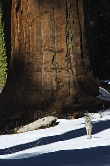 A coyote is dwarfed by a tall sequoia tree trunk in A coyote is dwarfed by a tall sequoia tree trunk in
