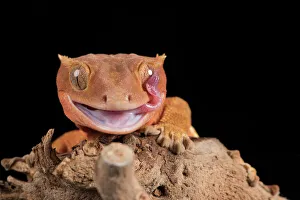 Crested Gecko (Correlophus Ciliates) in captivity, New Caledonia, Pacific Crested Gecko (Correlophus Ciliates) in captivity, New Caledonia, Pacific