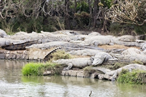 Crocodile Farm, Nile crocodile (Crocodylus niloticus), Antananarivo, Madagascar, Africa Crocodile Farm, Nile crocodile (Crocodylus niloticus), Antananarivo, Madagascar, Africa