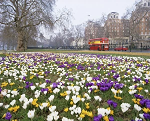 London Park Scenery Prints: Crocus flowering in spring in Hyde Park, bus on Park Lane in the background