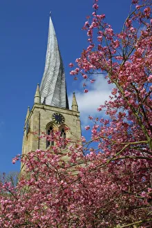 England Prints: Chesterfield's Crooked Spire Print with Spring Blossom
