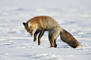 Cross Fox, Red Fox (Vulpes vulpes) (Vulpes fulva) pouncing on prey in the snow, Grand Cross Fox, Red Fox (Vulpes vulpes) (Vulpes fulva) pouncing on prey in the snow, Grand