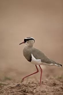 Images Dated 27th February 2015: Crowned plover (crowned lapwing) (Vanellus coronatus), Kgalagadi Transfrontier Park