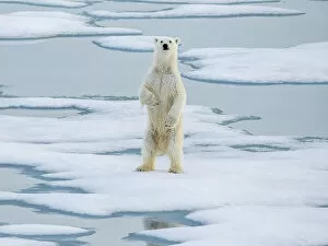 Father's Day: A curious young male polar bear (Ursus maritimus) standing up on the sea ice near Somerset Island