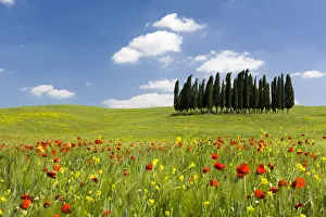 Cypress trees and poppies on green field with blue cloudy sky near San Quirico d'Orcia Cypress trees and poppies on green field with blue cloudy sky near San Quirico d'Orcia