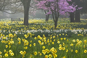 Prints of Daffodils and blossom in spring, Hampton, Greater London, England, United Kingdom, Europe Hampton Prints: Spring Bloom Print, Hampton, London