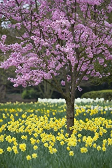 UK Nature Scenes Prints: Daffodils and blossom in spring, Hampton, Greater London, England, United Kingdom, Europe