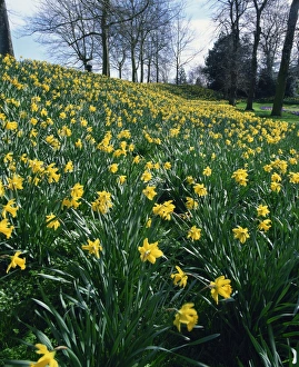 Spring Flowers Blooming Prints: Daffodils in spring