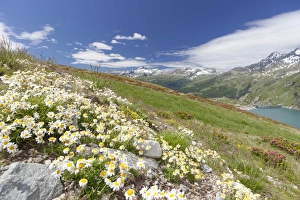 Daisies and green meadows frame the blue water, Montespluga, Chiavenna Valley, Sondrio province Daisies and green meadows frame the blue water, Montespluga, Chiavenna Valley, Sondrio province