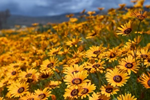 Outdoor Botany Images Prints: Daisy (Dimorphotheca sinuata)