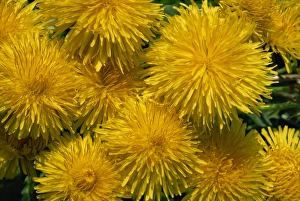 Dandelion Flowers Prints: Dandelions