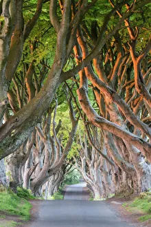 Prints of Dark Hedges near Stanocum, County Antrim, Ulster, Northern Ireland, United Kingdom, Europe County Antrim Prints: Dark Hedges Print