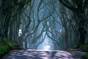 The Dark Hedges in North Ireland, Ballymoney, Europe The Dark Hedges in North Ireland, Ballymoney, Europe